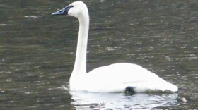 Trumpeter Swan