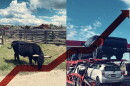 A red line goes up, crossing over a picture of cattle grazing and cars on a big rig truck