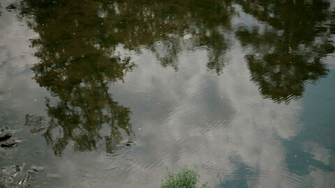 Trees reflect in the Haw River's surface.