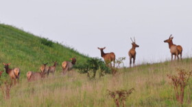 Elk from the Kentucky herd