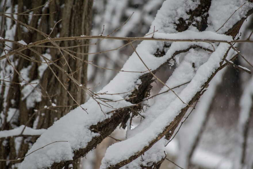 Snow on a branch