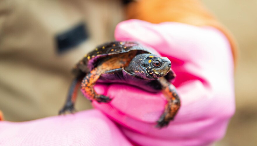 A spotted turtle is measured by a member of the zoo team surveying the species’ population in West Michigan. The spotted turtle is considered a threatened species by the State of Michigan.