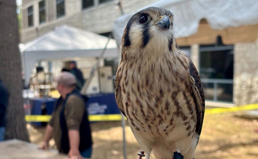 American kestrels are North America's smallest bird of prey.
