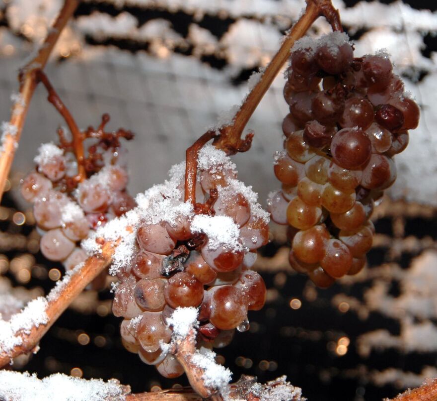 Photo of ice wine grapes