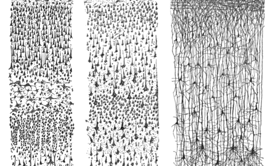 These drawings by Santiago Ramon y Cajal, published in 1899, show cortex neurons.
