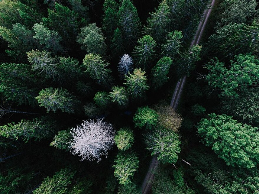 View of a forest from above