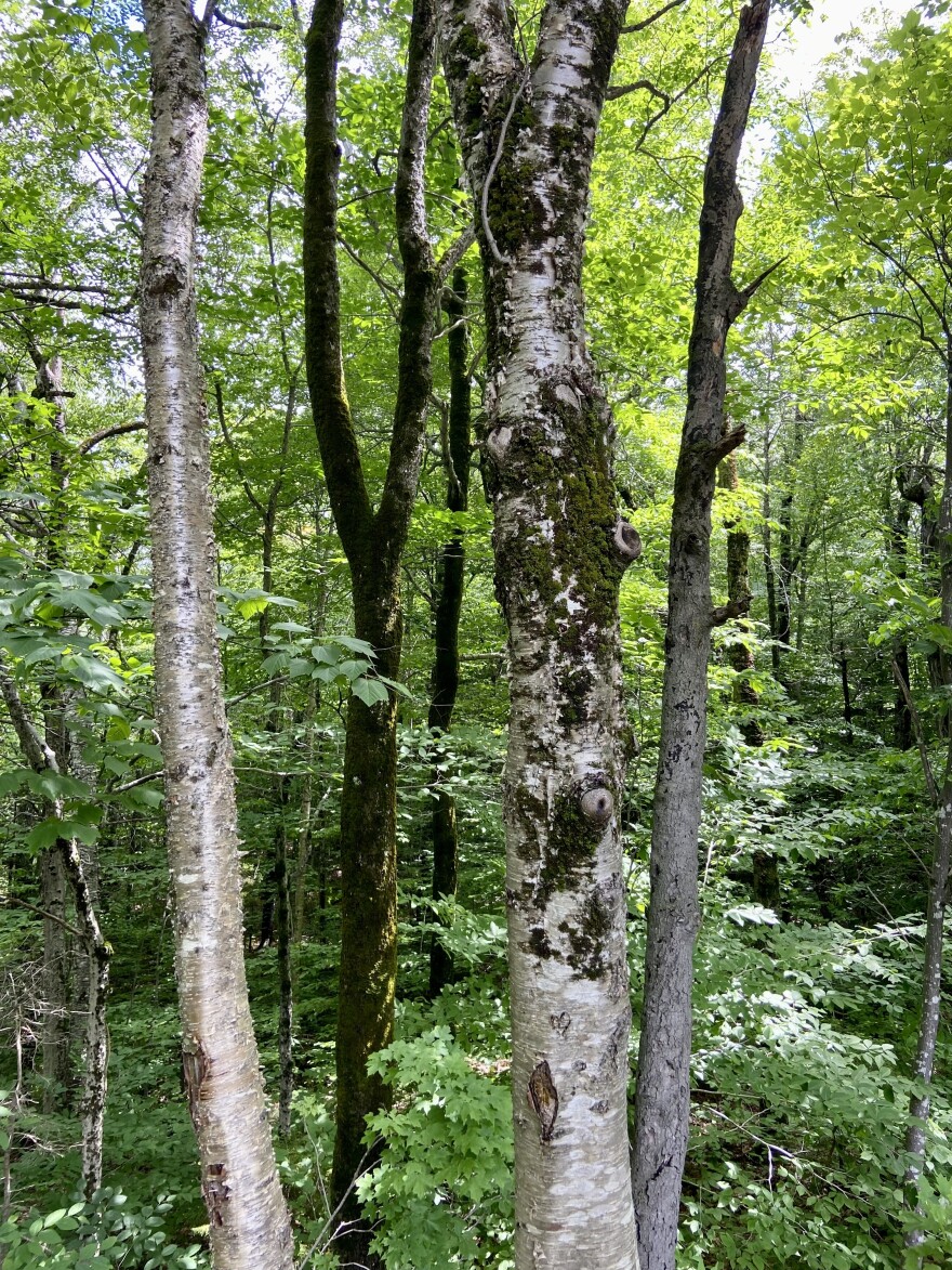 Trees with moss.