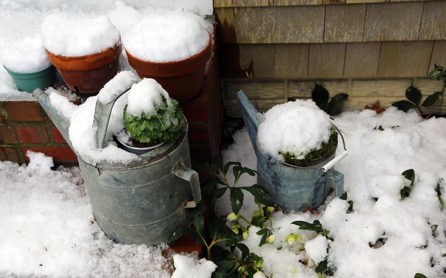 We take your questions about plants in midwinter.