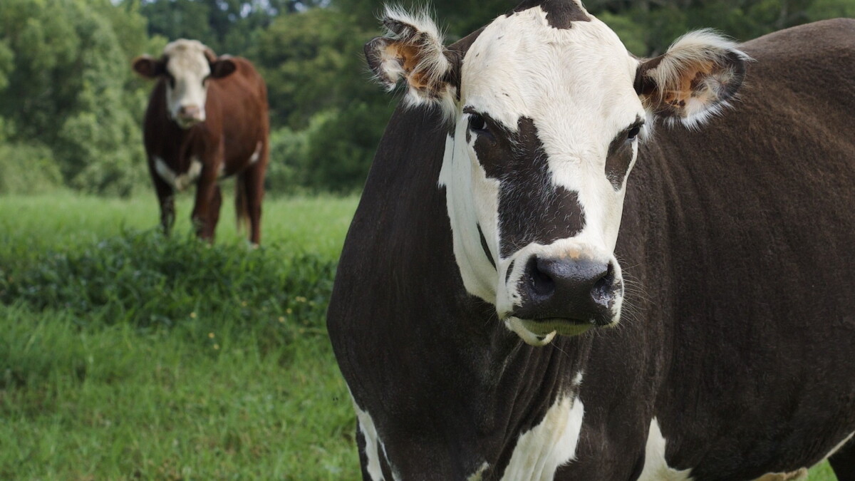 New agricultural enclave law revives development plans previously rejected for Brevard