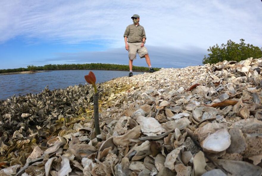Mangroves are overtaking oysters in Mosquito Lagoon with the help of the planet's warming temperatures. Seen here is Paul Walters, who helps with research by his wife, Linda Walters, a UCF professor.
