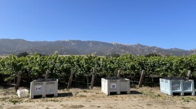 A crystal-clear blue sky hangs over white plastic bins full of Pinot Noir grapes in front of rows of grapevines, with the Santa Lucia mountain range rising in the back.