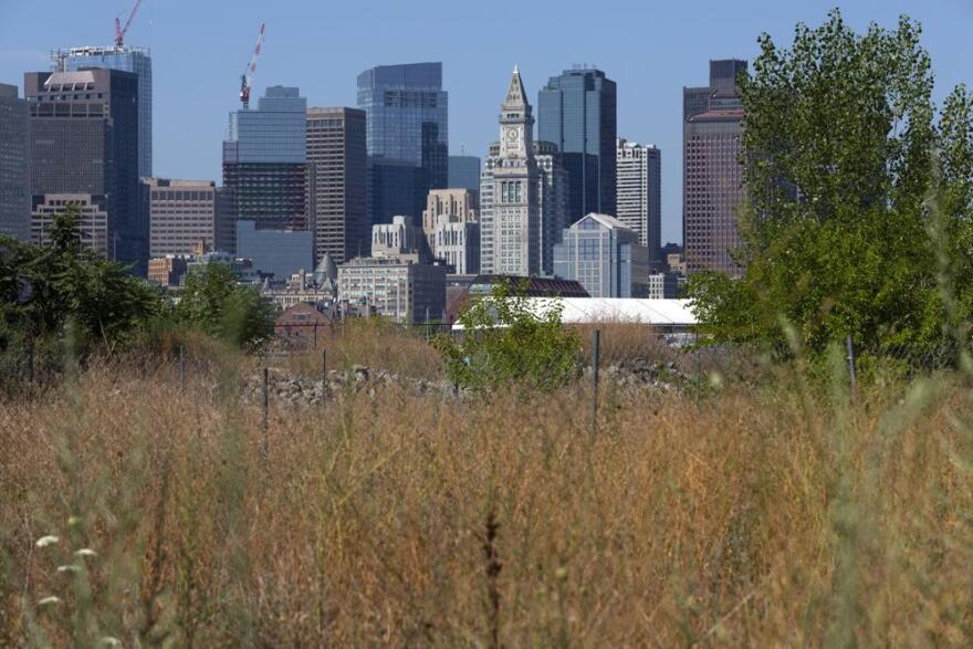 The grasses and wild flowers on the future site of Piers Park Phase II on the East Boston waterfront turn brown due to the drought, Saturday, Aug. 6, 2022, in Boston. The impacts of climate change have been felt throughout the Northeastern U.S. with rising sea levels, heavy precipitation and storm surges causing flooding and coastal erosion. This summer has brought another extreme: a severe drought that’s made lawns crispy and has farmers begging for steady rain.