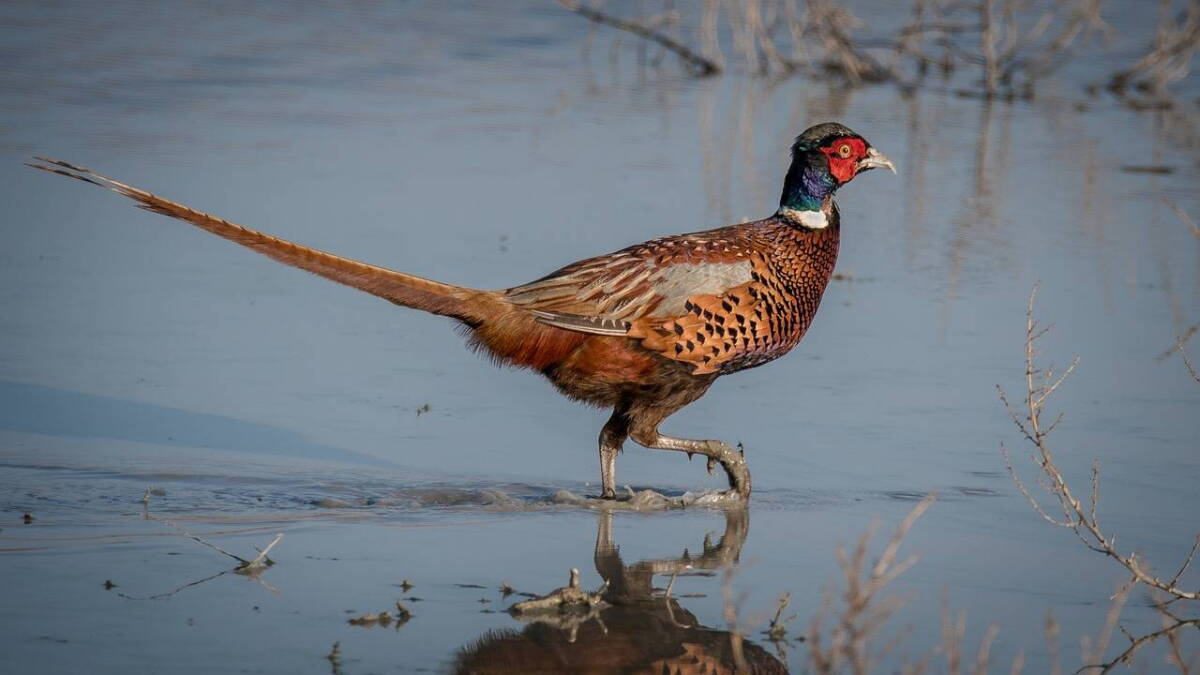 SD Game, Fish, and Parks adopts new state pheasant action plan - Vimarsana News