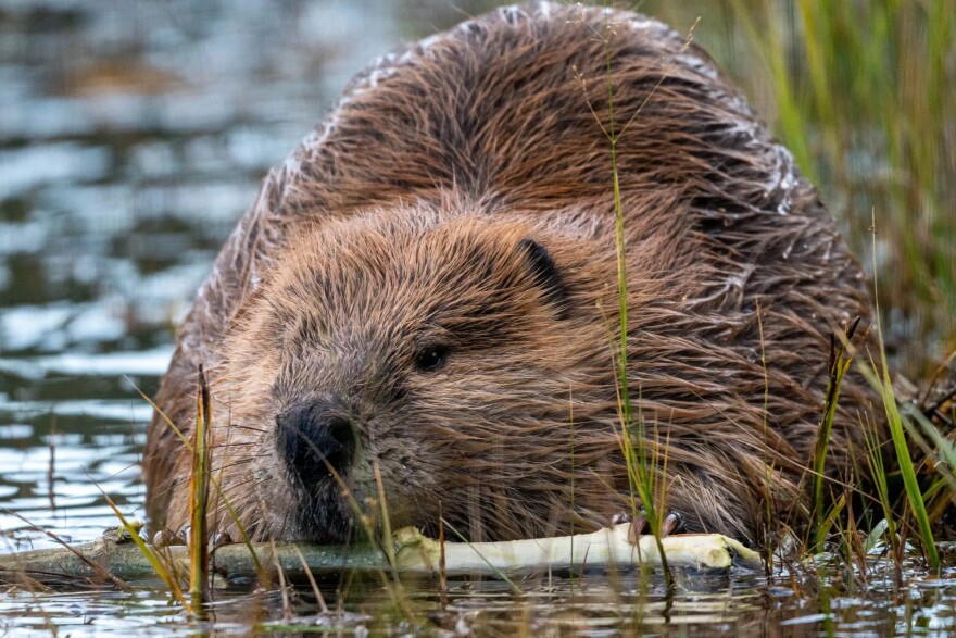 A beaver gnaws on a stick. The bottom half of its body is in the water and has several pieces of long grass surrounding it. 