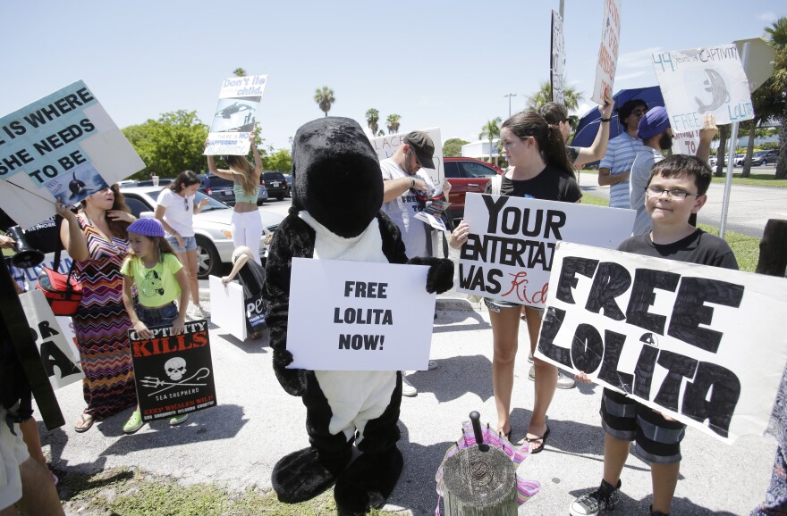 In this 2015 file photo, protesters demand release of the orca whale some call Lolita, who has been in captivity at the Miami Seaquarium for 50 years. 