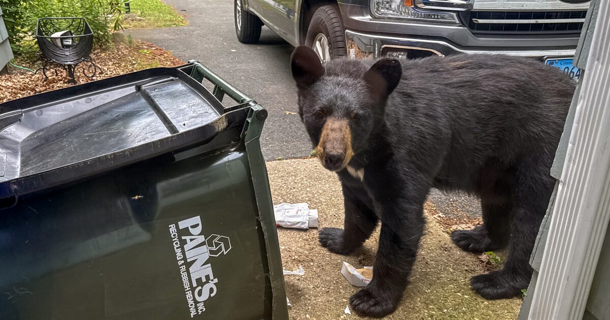Bear encounters are on the rise in CT. State officials want to hear from you about what to do