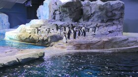 Penguins at home in the Polk Penguin Conservation Center photo