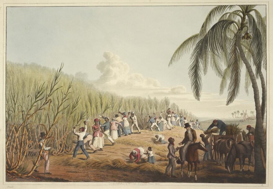 An illustrations shows slaves cutting sugar cane on the island of Antigua.