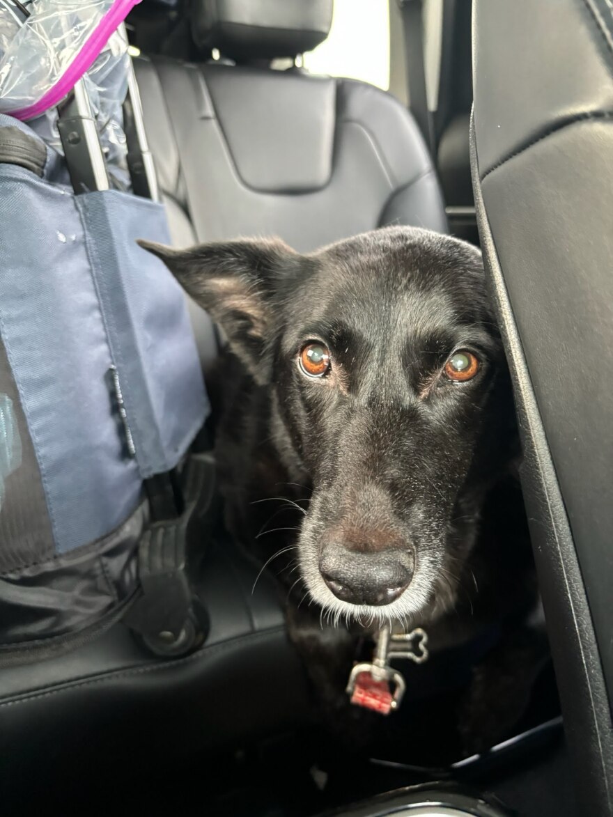 A black dog sits in the backseat of a car with black leather interior.