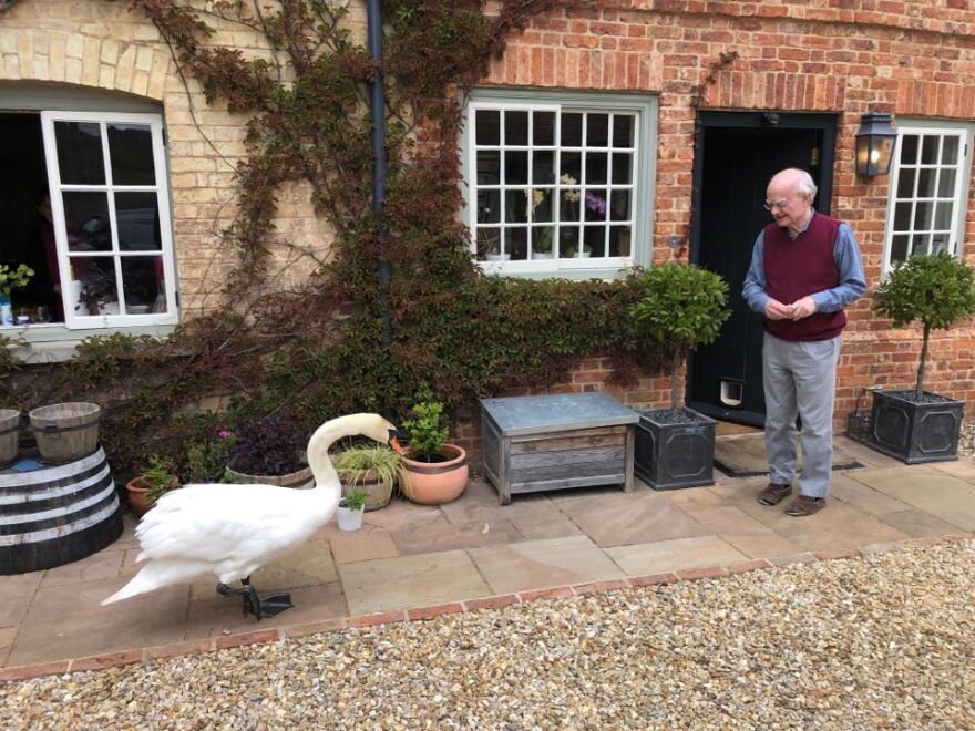 Composer John Rutter and one of his friendly neighborhood geese have a chat
