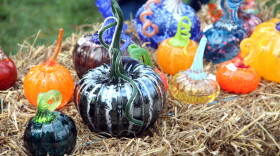 Five-hundred glass-blown pumpkins will be on sale on the courthouse lawn Saturday to raise money for the Bloomington Creative Glass Center.