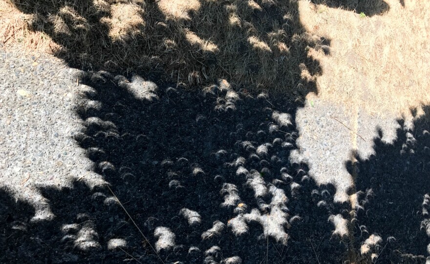 The eclipse reflected off trees in Seattle's Magnolia neighborhood. Do you see the crescents in the shadows?