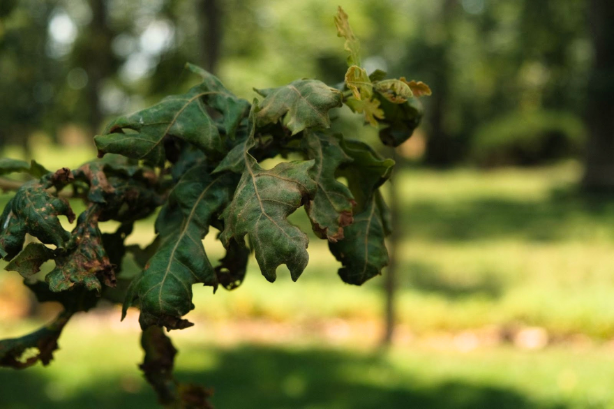 An oak tree showing visible signs of damage from herbicide drift. (credit: Christian Elliott)