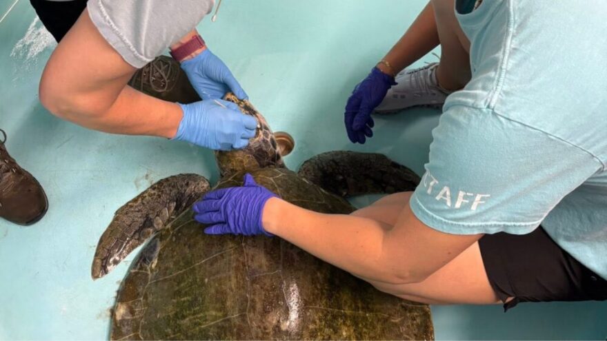 An adult female Kemp's ridley sea turtle recovers at the Gulf Center for Sea Turtle Research's rehabilitation hospital in March 2026.