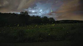 Fireflies illuminate the dusk at Bernheim Forest and Arboretum in Bullitt County, June 17, 2019.