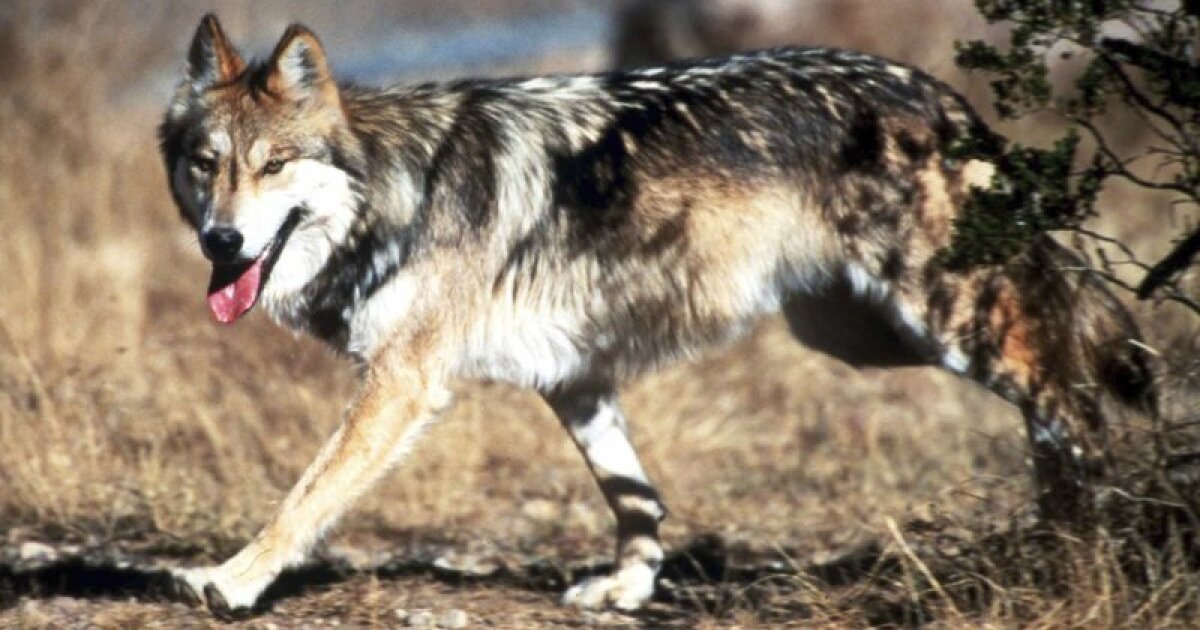 Advocates alarmed as states moves to downlist Mex Gray wolf from endangered to threatened
