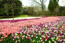 The tulips came early this year at the Memphis Botanic Garden.