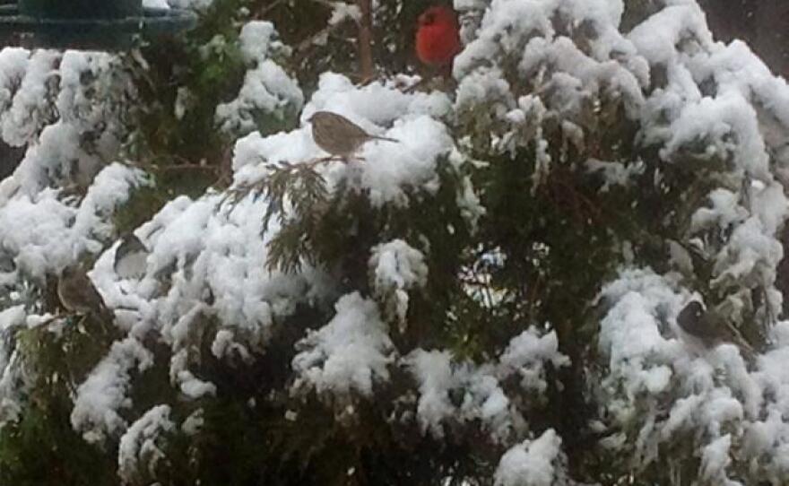 'Waiting their turn at the feeder.'