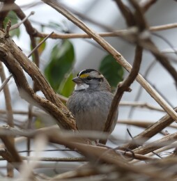 White Throated Sparrow_Winter 2019_Credit Christine McCluskey.jpg