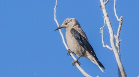 A Clark’s Nutcracker sits on a bare tree branch. Clark’s Nutcrackers are rare birds to see in the Roaring Fork Valley, and during the Christmas Bird Count, only one was spotted.