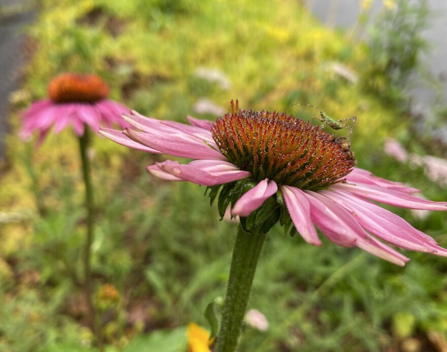 Flower with a small grasshopper on it