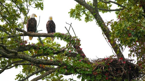 A pair of bald eagles sit on a tree near their nest in Blue Springs, Mo. On Tuesday, the Missouri Department of Conservation and its partners launch a new livestream for viewers to watch the same pair.
