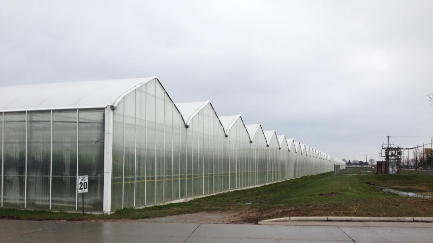 Greenhouses at Mastronardi Produce Sunset Grown in Kingsville, Ontario, Canada