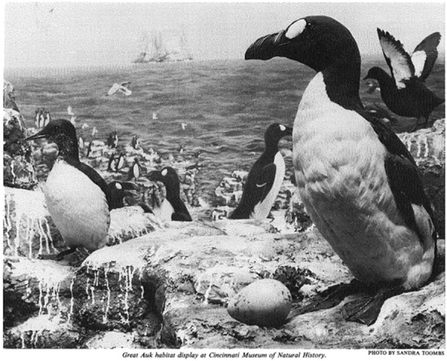 penguin looking birds in a display b&w photo