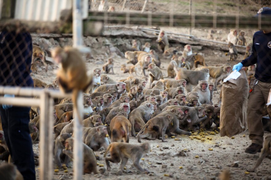 Feeding time on the island.