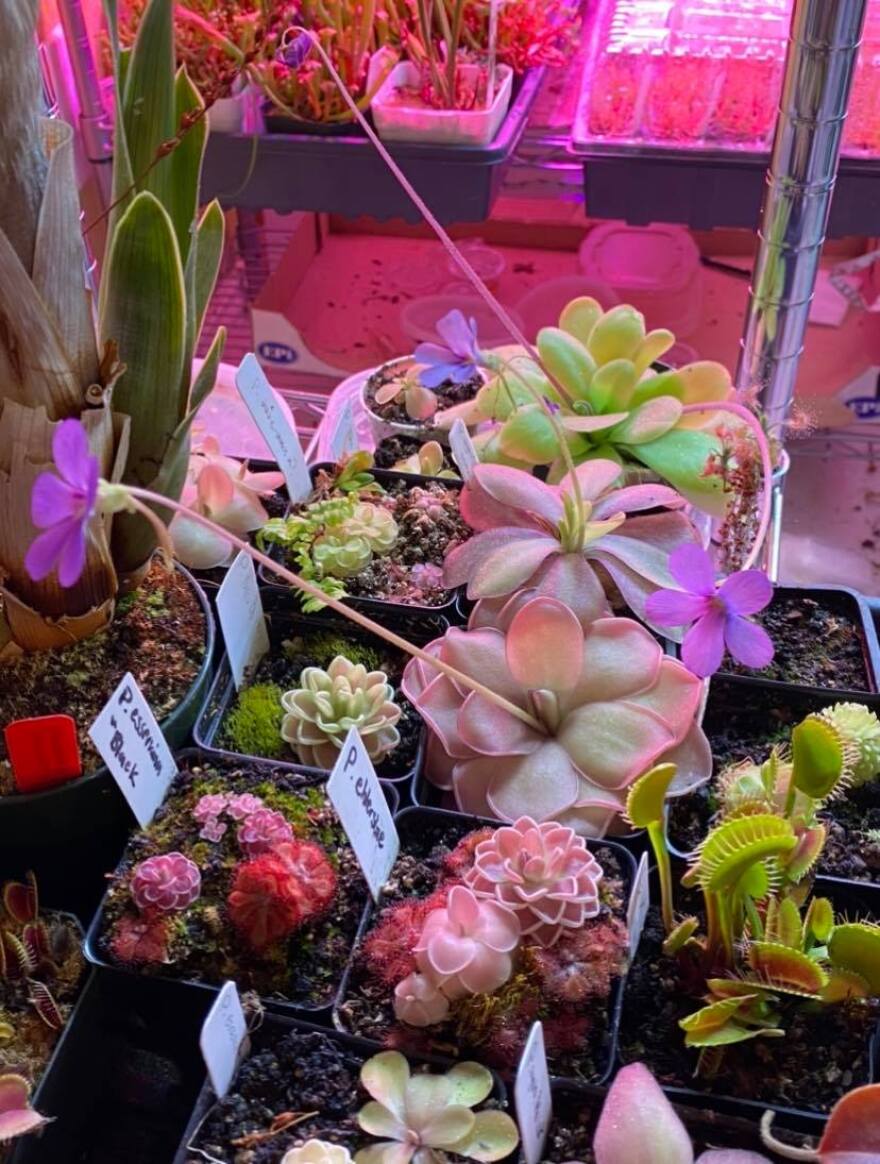 A collection of succulent plants are displayed in a home, highlighted by a pink light.