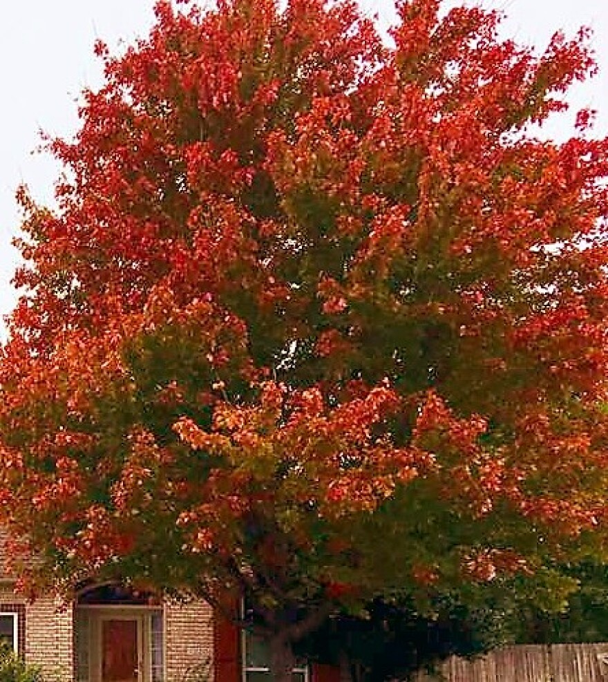 Autumn.jpg