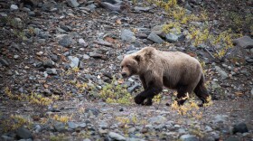 A grizzly bear walks over rocks