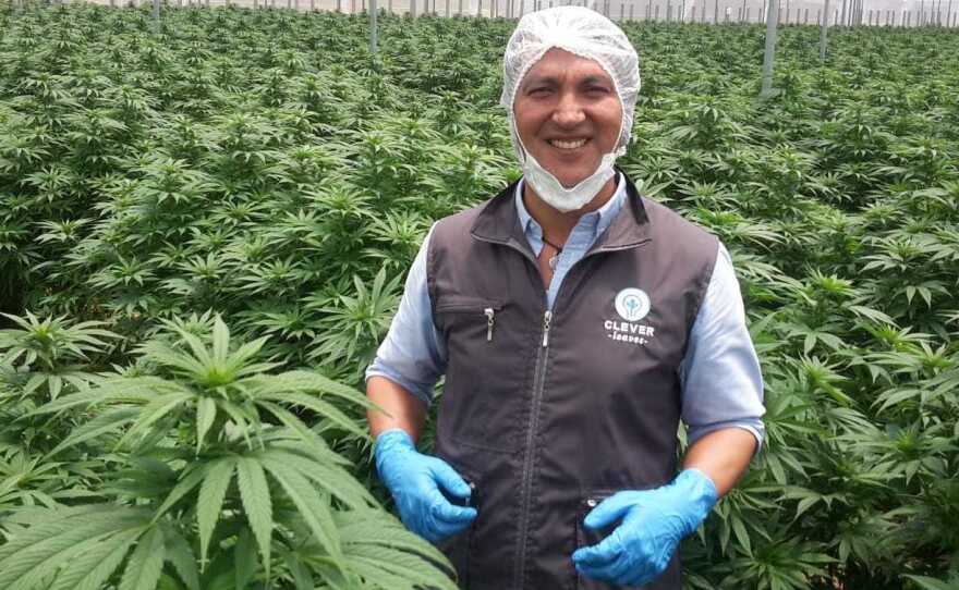Julián Wilches is the co-founder of Clever Leaves. Before getting into medical marijuana, he used to work on drug policy at Colombia's Justice Ministry.