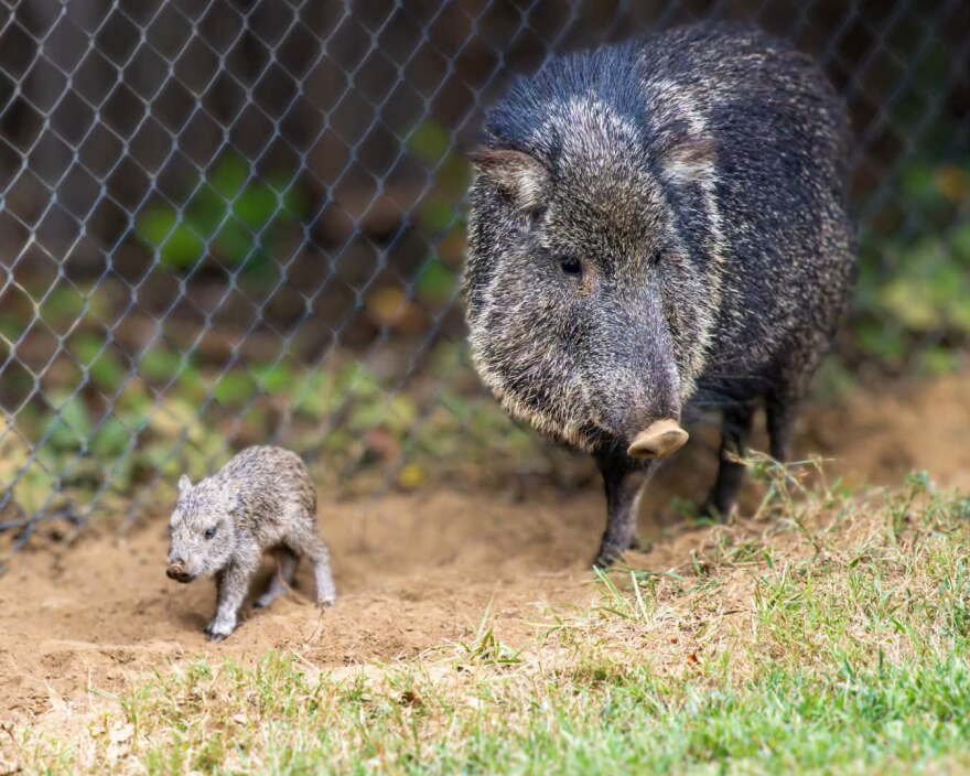 A baby peccary with an adult at Mesker Park Zoo and Botanic Garden