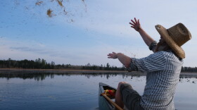 Wisconsin Department of Natural Resources Water Resources Management Specialist Scott Van Egeren tosses wild rice seed into the air for it to fan out and fall into Spur Lake. Wild rice has declined across the Upper Midwest over the last century.