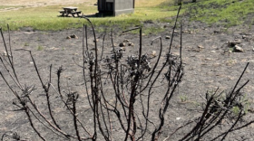 The hills arounf the Water Canyon Campground on Santa Rosa Island burned, but firefighters were able to save the campground. It's set to reopen October 14.
