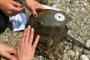 Project Limulus researchers tag a Horseshoe Crab at Milford Point in Connecticut in June, 2023.