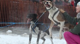 Rookie Mandy Johnson's dogs jump with anticipation at the start of the 2023 Fur Rondy Open World Championship Sled Dog Race. (Wesley Early/Alaska Public Media)