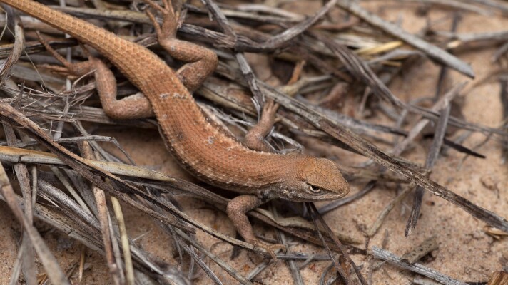 FILE - This May 1, 2015, file photo shows a Dunes Sagebrush lizard in N.M. Federal wildlife officials declared the rare lizard in southeastern New Mexico and West Texas an endangered species, citing future energy development, sand mining and climate change as the biggest threats to its survival in one of the world's most lucrative oil and natural gas basins. (U.S. Fish and Wildlife Service via AP, File)