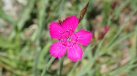  One of John Latimer's favorite flowers, the maiden pink. It has five petals and an extremely bright pink color. The petals have small serrations at their tips.